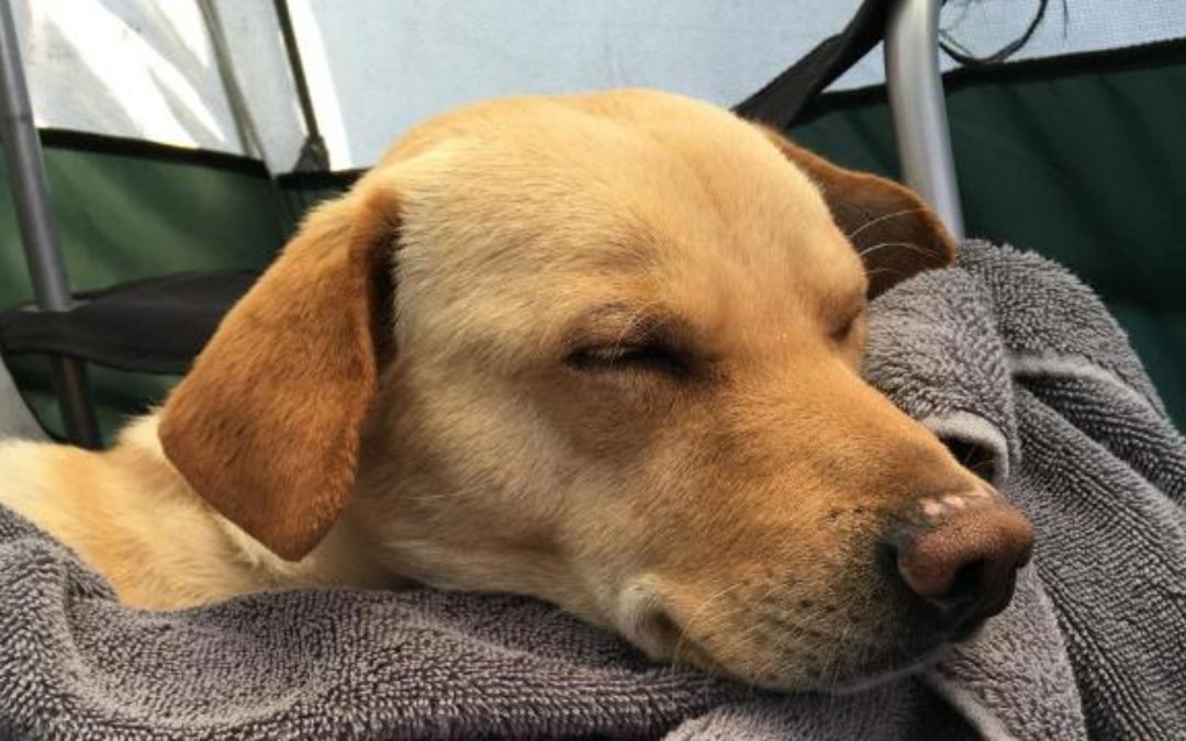 After four days, lost dog at Country Thunder reunites with owners
