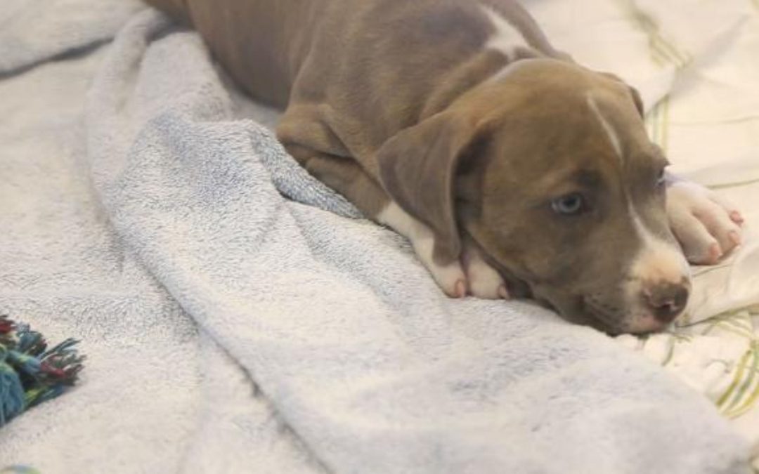 Phoenix Pet Expo: Adorable pups up for adoption