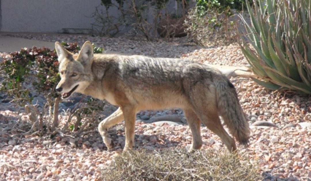 Have you seen a coyote in your neighborhood lately? Here’s why