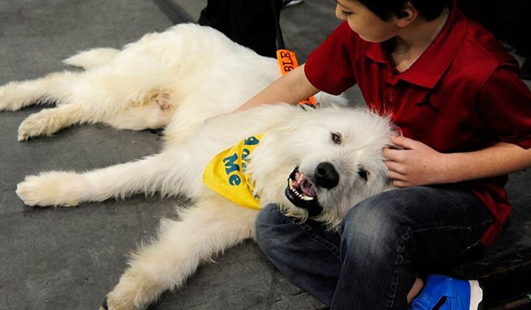 Phoenix Pet Expo lets you find (more) ways to pamper your best friend