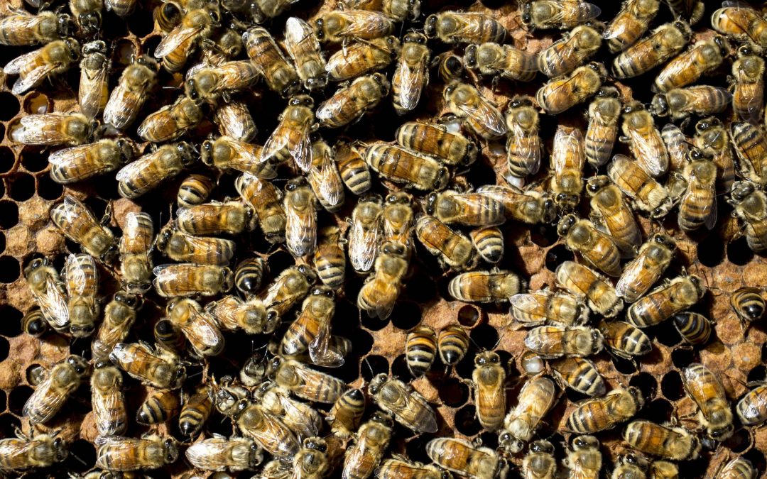 Bee swarm injures 2 in Phoenix