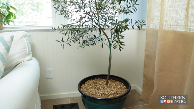 Planting Indoor Container Trees | Today’s Homeowner
