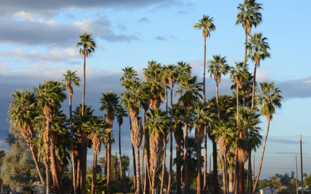 Phoenix’s urban forest is shrinking — and residents say it’s time to change that