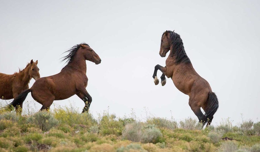 Trump budget plan could lead to slaughter of thousands of wild horses