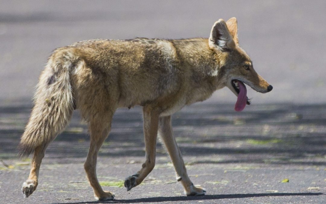 Coyote bites 5-year-old girl in Scottsdale park