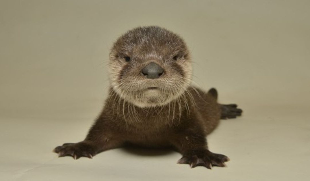 Happy ending for starving baby otter rescued from Arizona Canal
