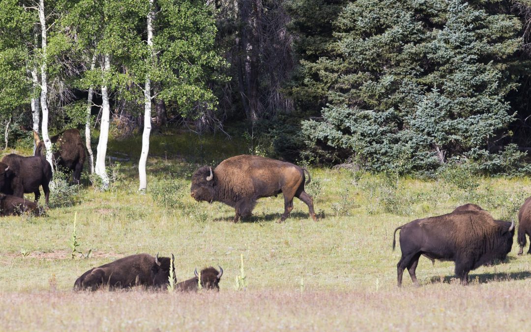 Should they stay or should they go? Park Service seeks input on Grand Canyon bison herd