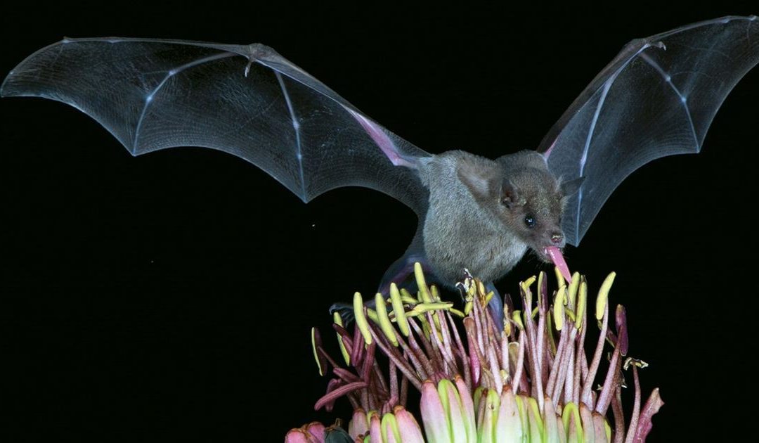 Lesser long-nosed bat may get off the endangered species list thanks to hummingbird feeders devised by Arizona biologist.