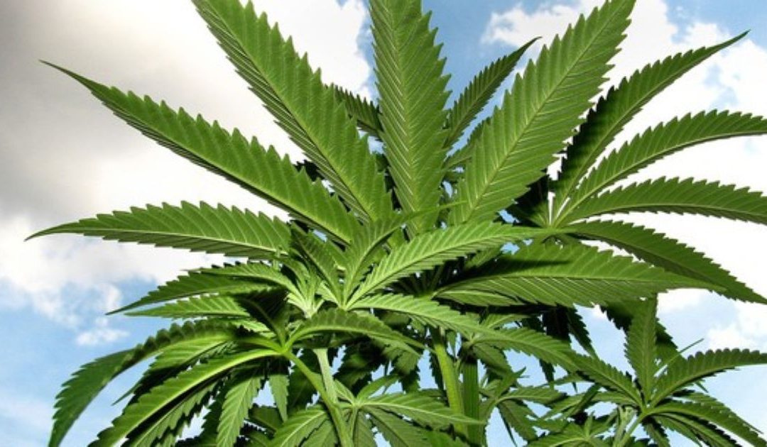 Recreational marijuana may be headed back to the ballot