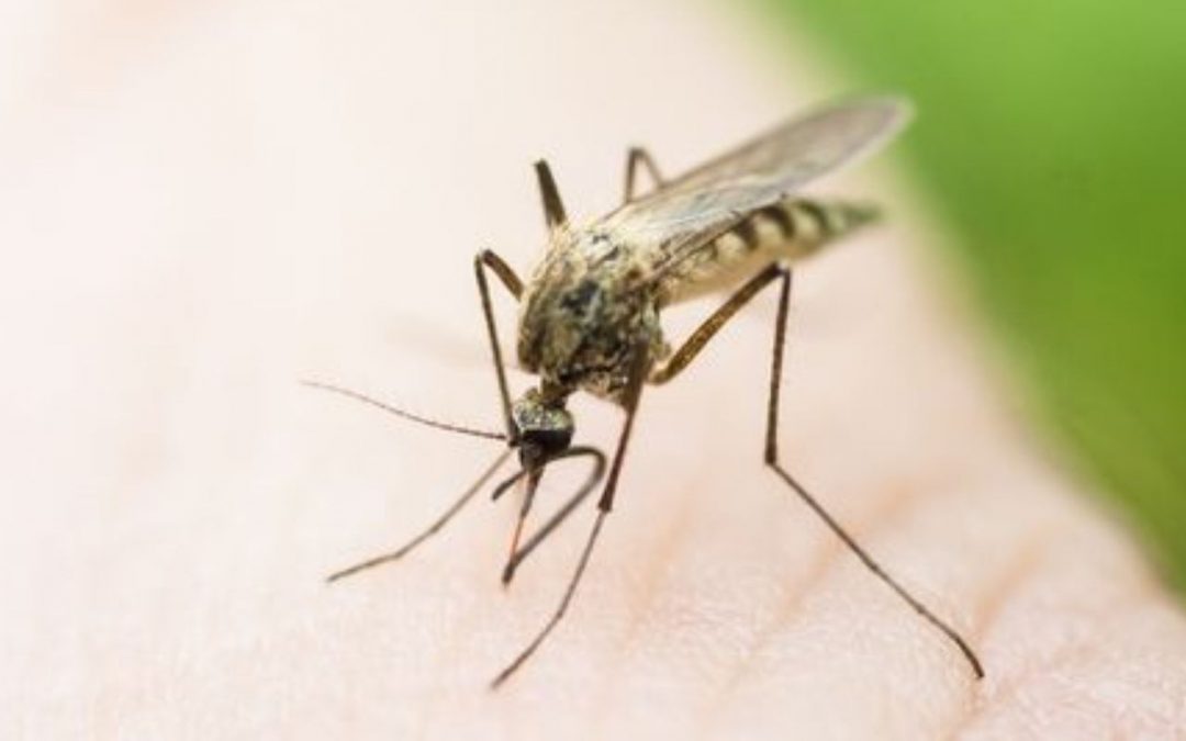 West Nile death reported in Maricopa County