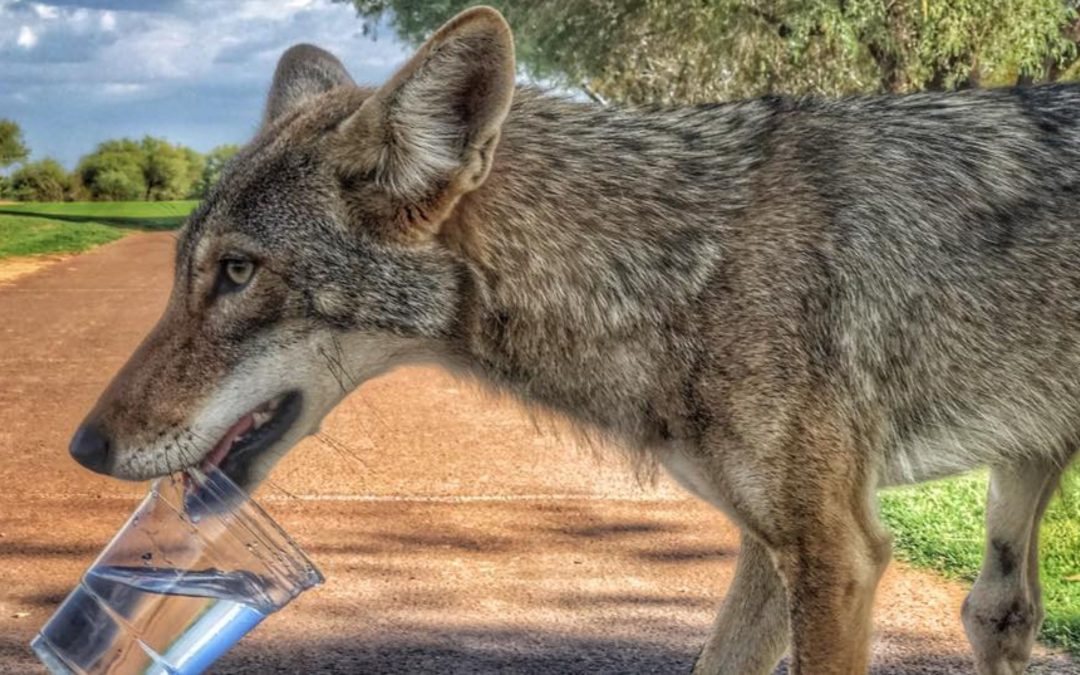 An interview with the golfers shared water with a coyote