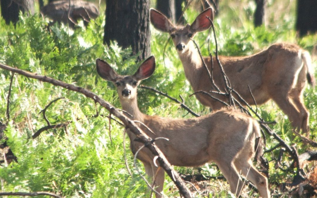 Arizona Game and Fish reward to find shooter of pregnant mule deer