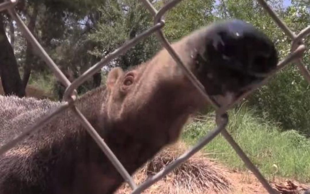 The nation’s oldest captive anteater was euthanized at Phoenix Zoo