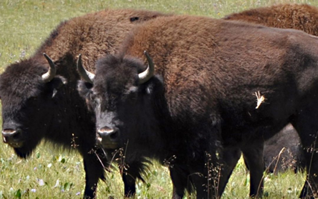 Arizona park officials suggest hunting Bison to combat overpopulation