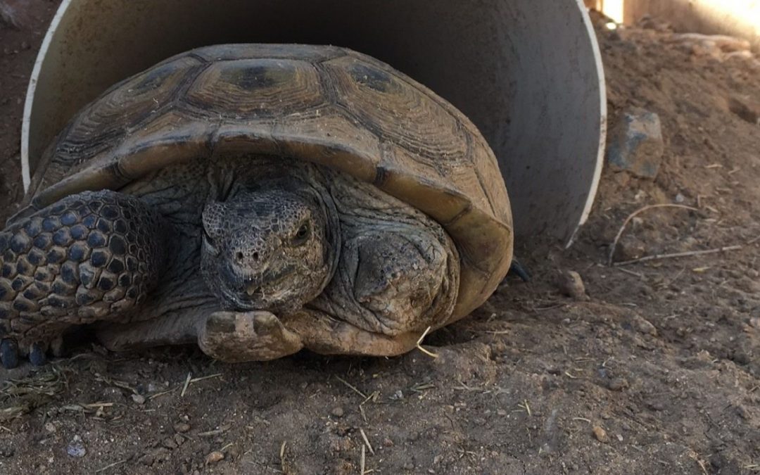 Tripod the three-legged desert tortoise needs a home