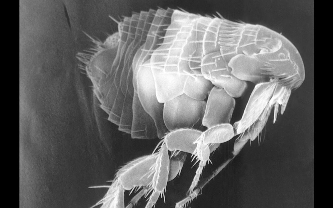 Second Arizona county confirms fleas testing positive for plague