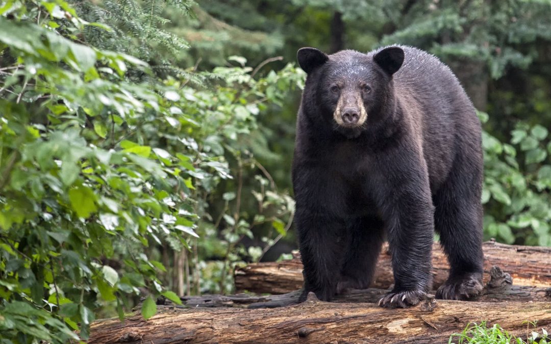 24-year-old Arizona black bear’s testicular cancer surgery successful