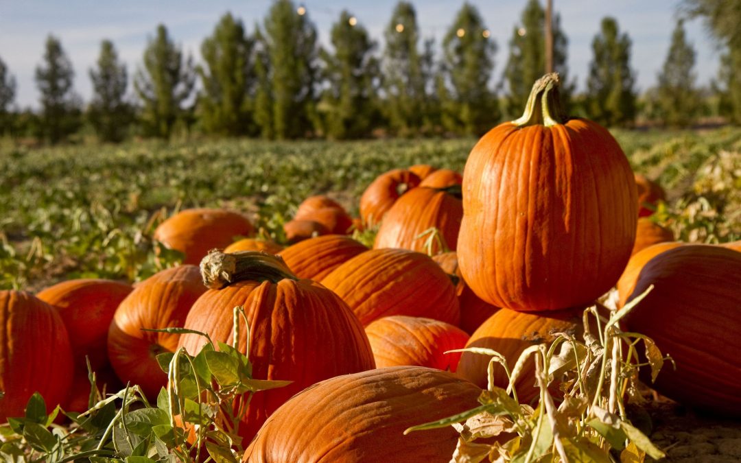Find a Halloween pumpkin patch in Phoenix 2017