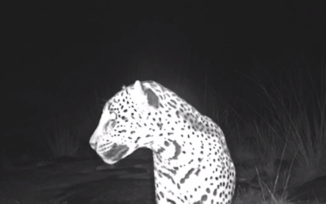 1st female jaguar in Arizona in 50 years? Camera captures video
