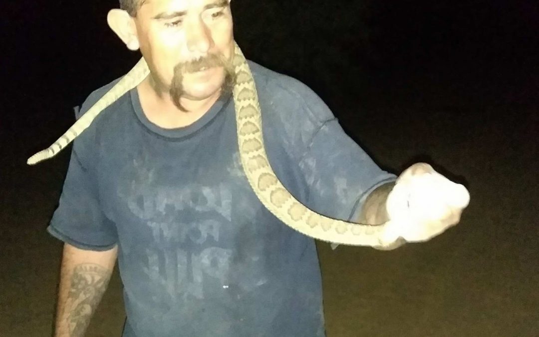 Arizona man survives rattlesnake bites