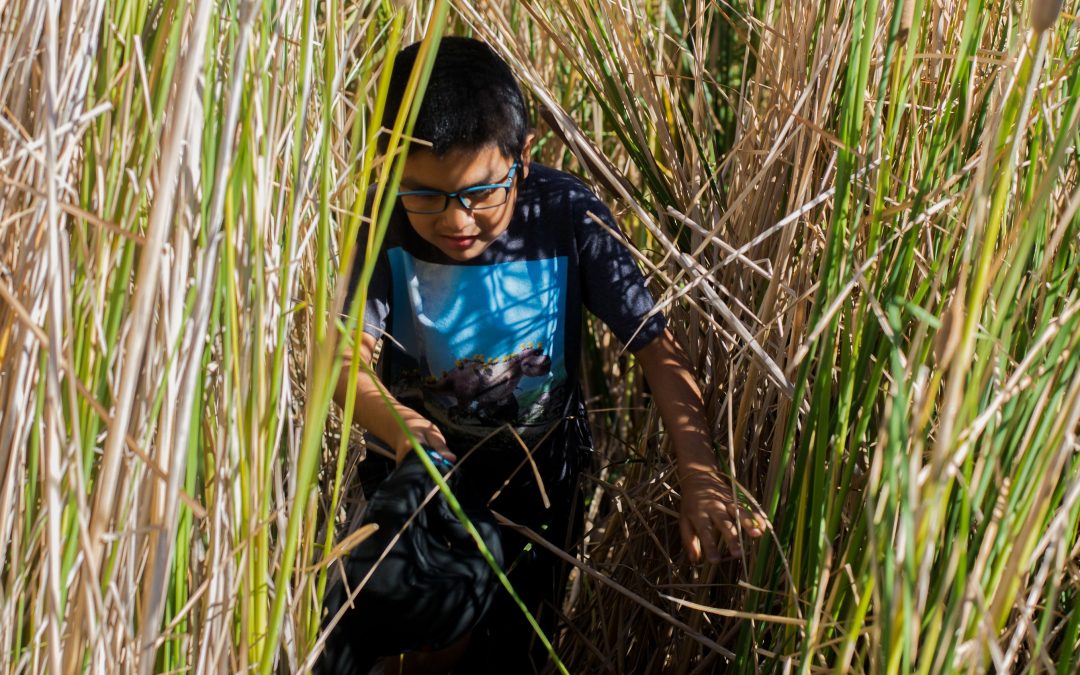 Arizona Indian tribes harvest reeds from Salt River for baskets