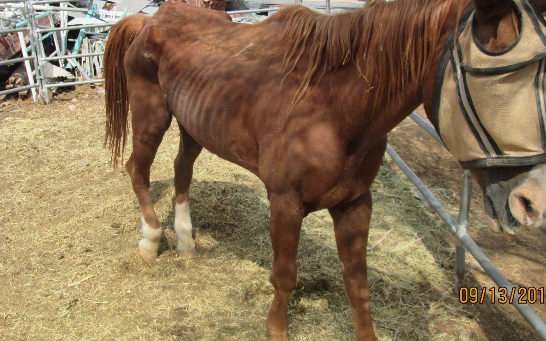 Three malnourished horses reportedly left in care of transients seized