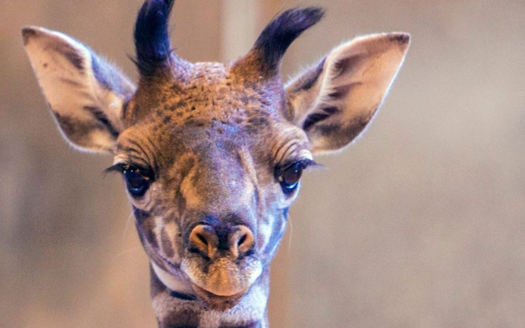 Phoenix Zoo welcomes first baby giraffe in 12 years