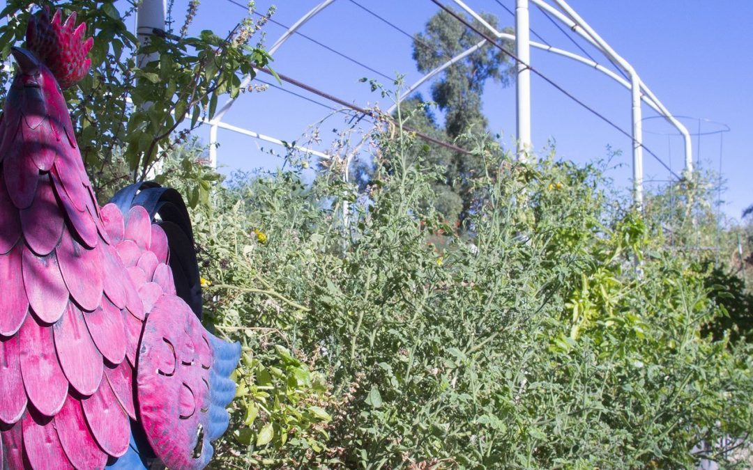 DIY attitude, seeds grow a Scottsdale urban farm