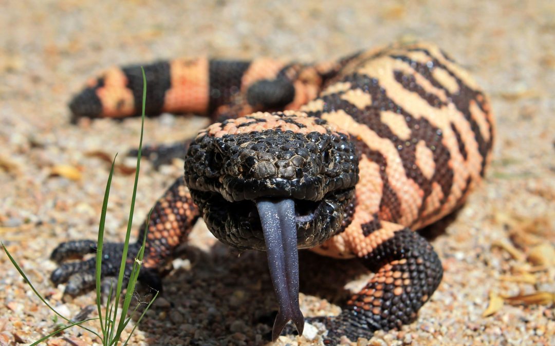 12 dangerous creatures that call Arizona home