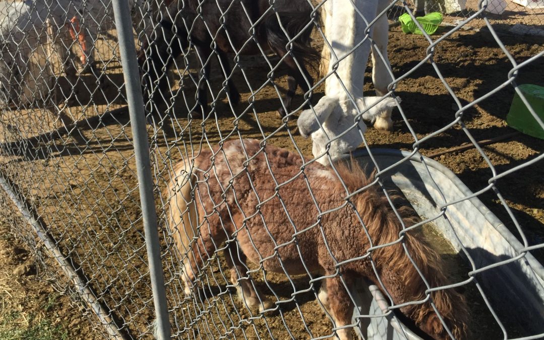 More than 100 animals seized from Buckeye property by Sheriff’s Office