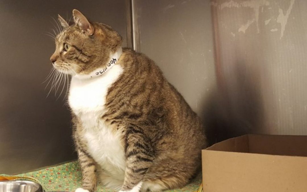 Big cat person? Maricopa County shelter has 30-pound cat you can adopt