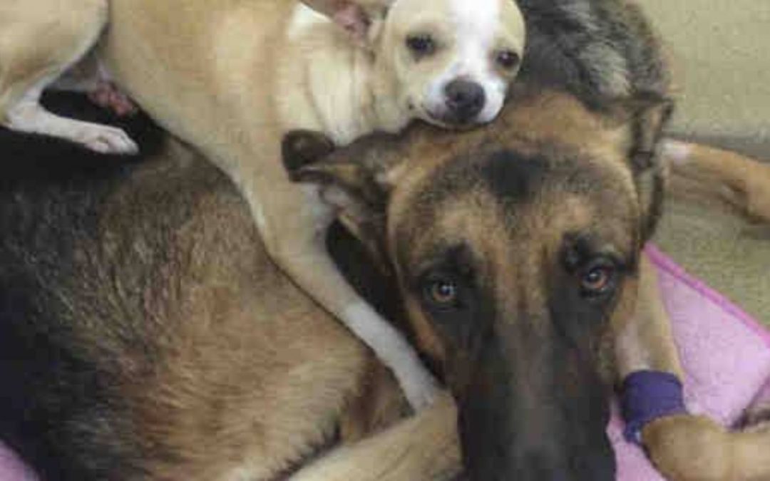 Chihuahua and German shepherd are looking to be adopted together