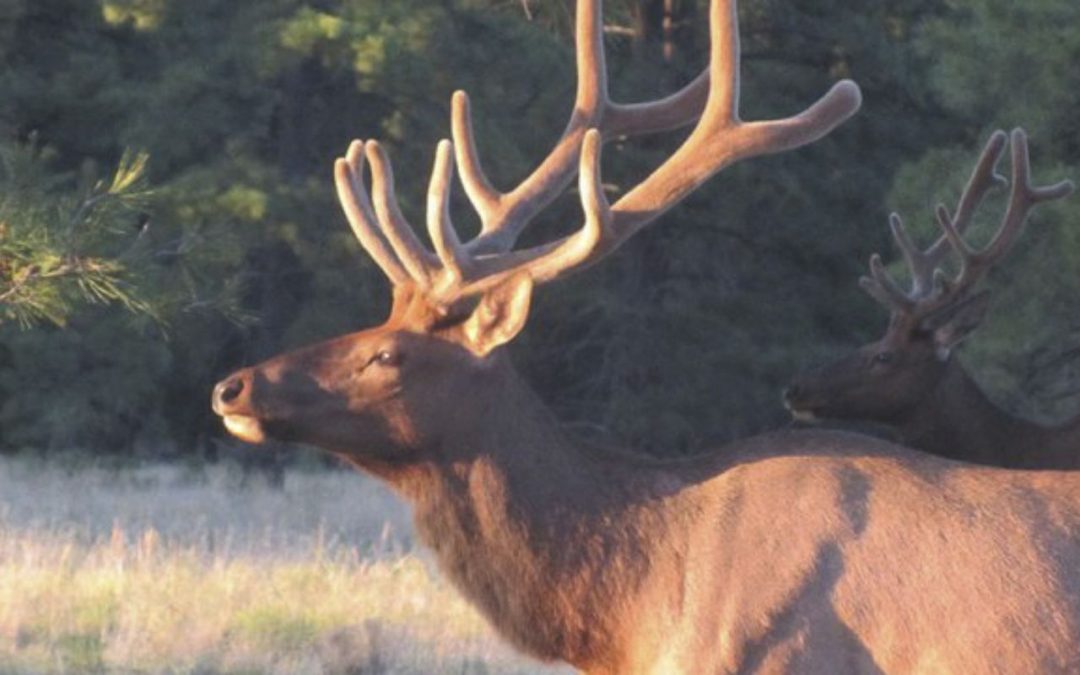 Arizona officials seek poachers in 2 elk killings