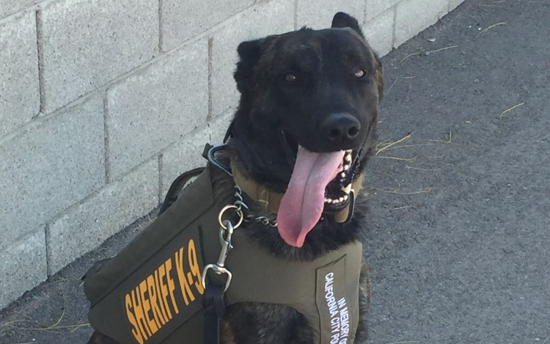 MCSO’s K-9s look doggone sharp in donated protective vests