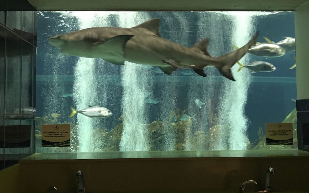 OdySea Aquarium’s up-close shark-encounter bathroom named U.S.’s best