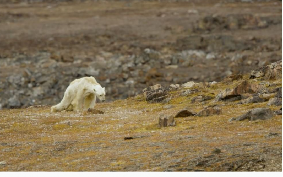 National Geographic photographer tells why she didn’t help