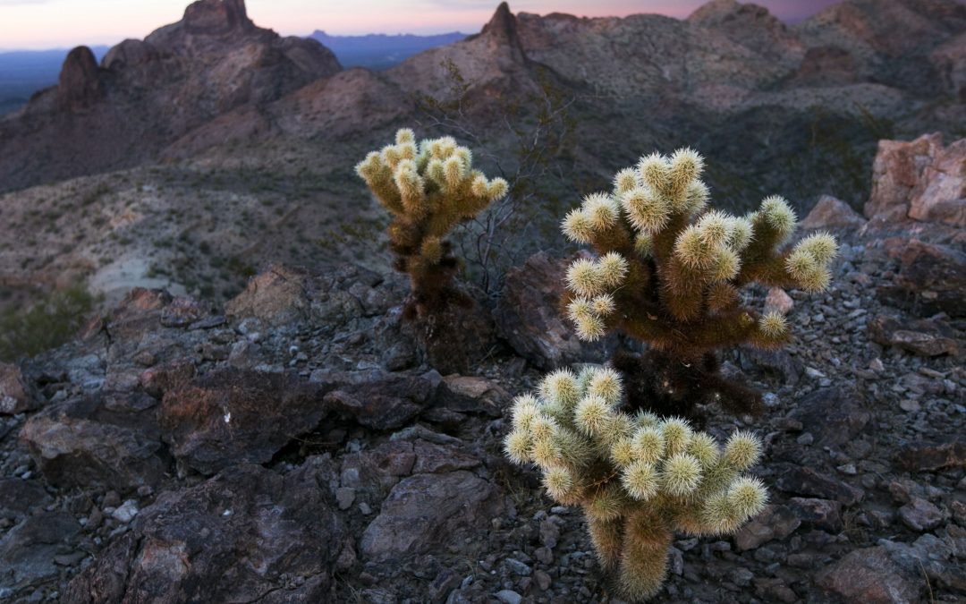 Arizona lawmakers consider new run at controlling public lands
