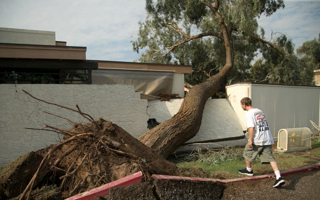 Phoenix weather: Monsoon’s aftermath: power outages, trees down