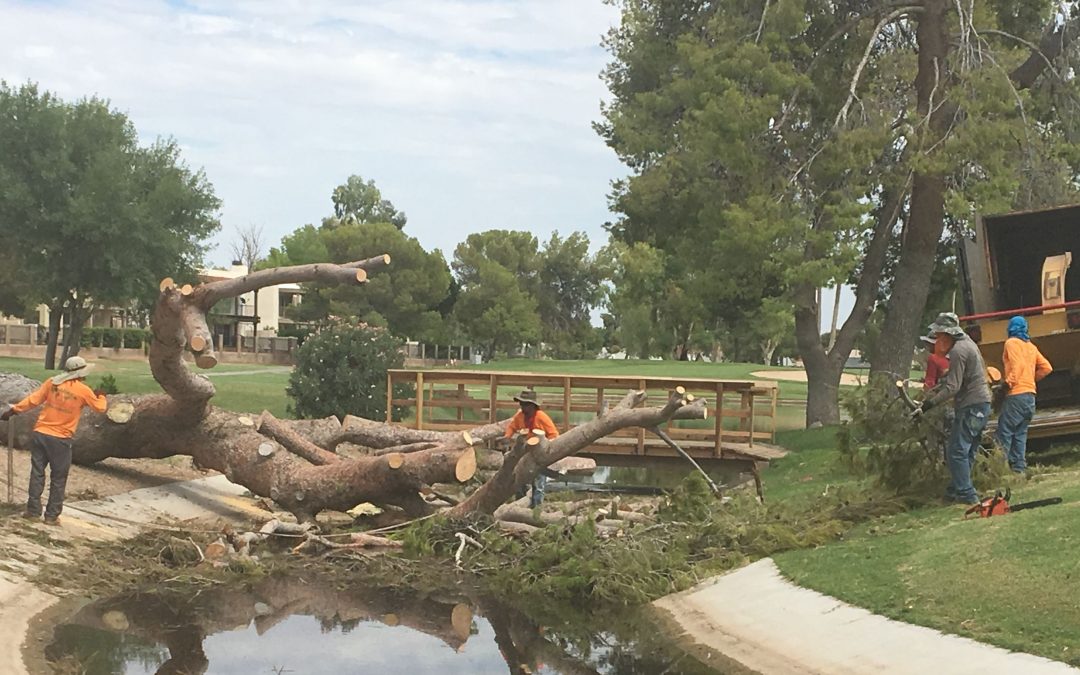 Mesa’s Dobson Ranch Golf Course loses 57 trees during week of storms