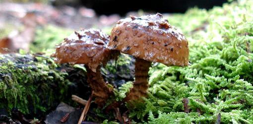 How to Deal with Mushrooms in Your Yard