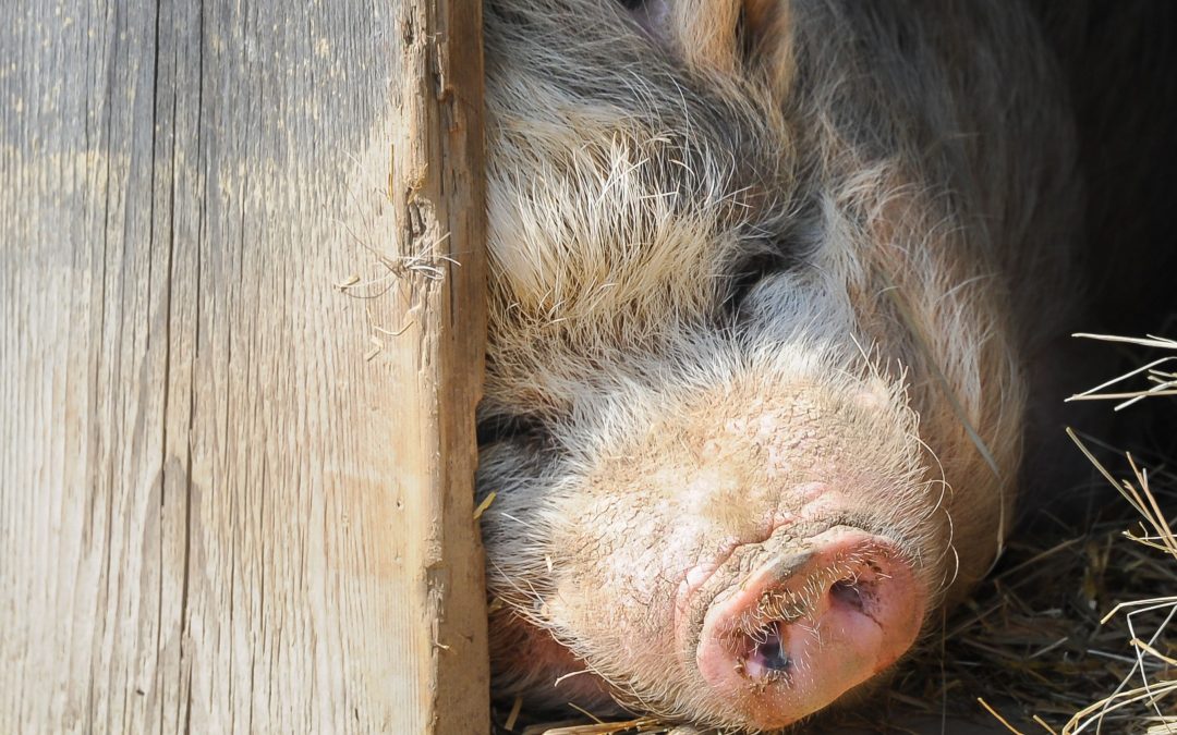 458 Pigs in Kentucky found in hoarding case need homes, nonprofit says