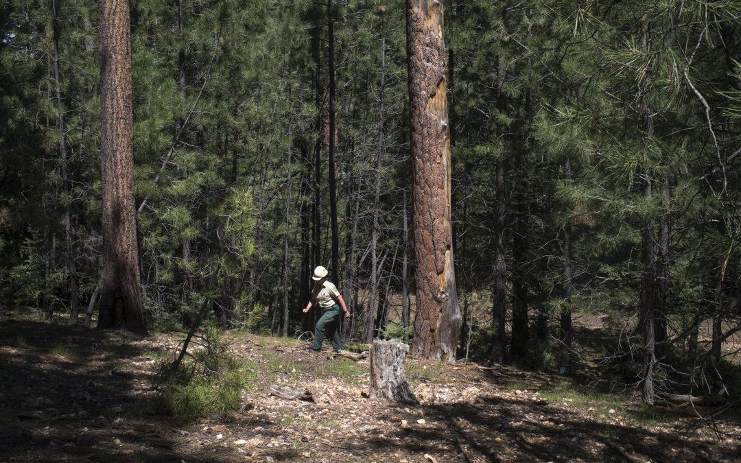 Thinning forest to protect Payson’s water