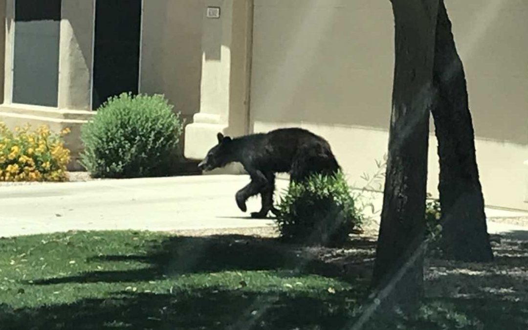 Arizona Game and Fish released graphic video of adult bear mauling cub
