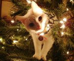 How to Keep Pets Safe from Your Christmas Decorations – Today's Homeowner