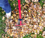 6 Tips to Make Raking Easier – Today's Homeowner