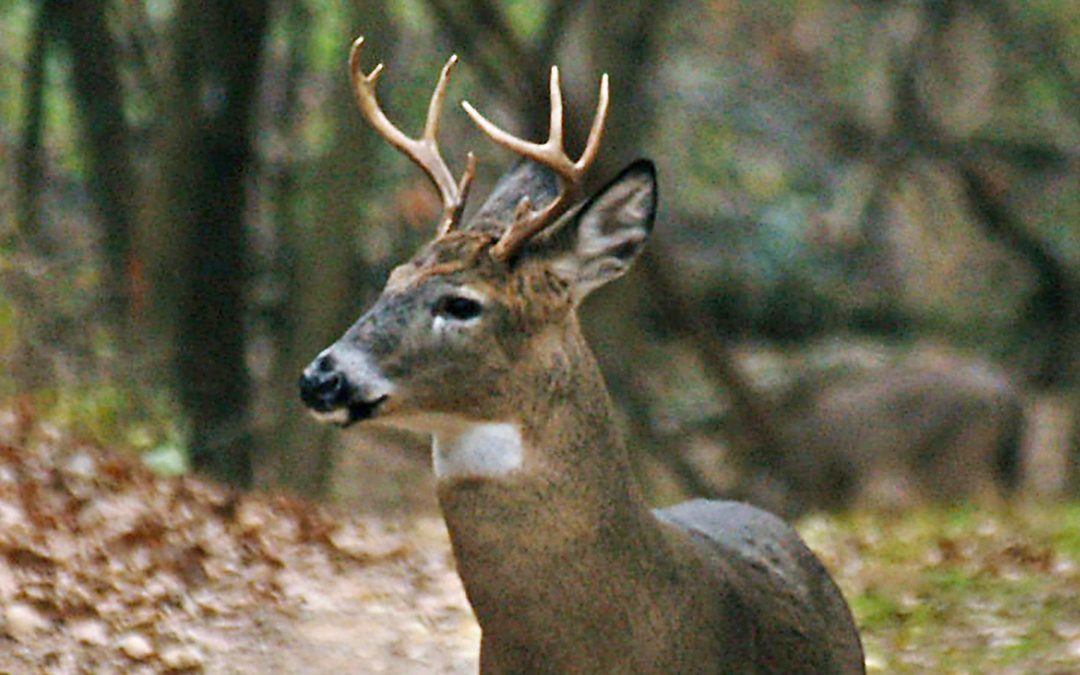 Chronic wasting disease spreads, could affect humans