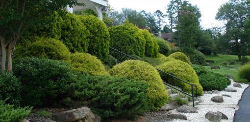 How to Plant Trees and Shrubs on a Slope