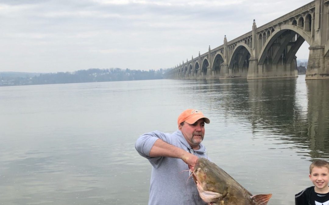 50-pound catfish in Susquehanna River, sets Pennsylvania record