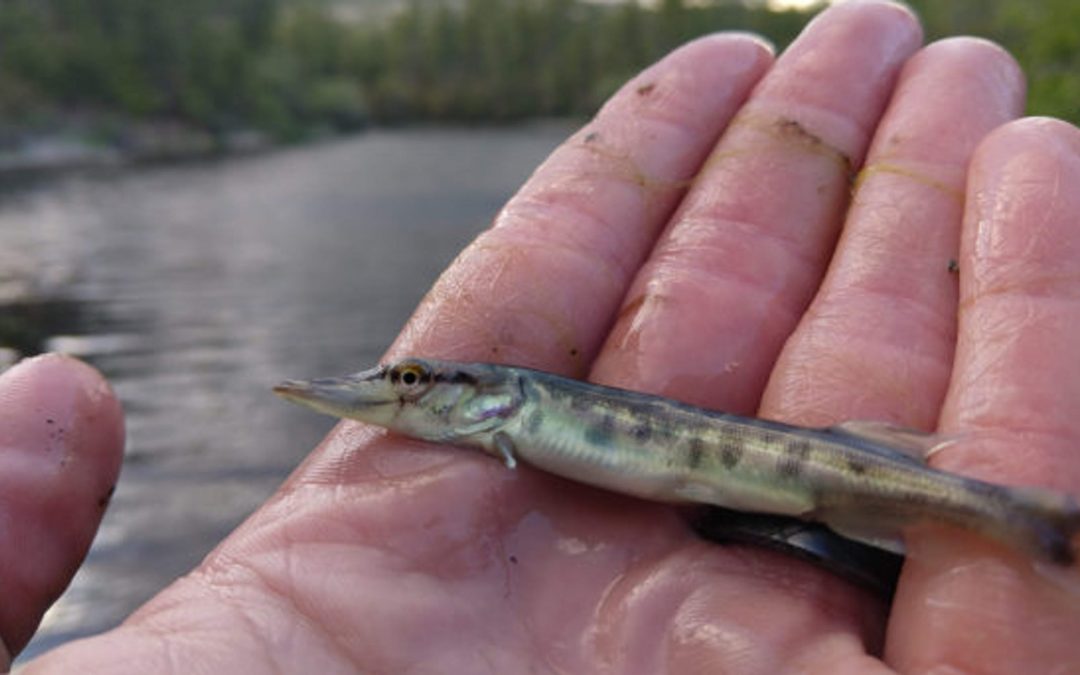 Tiger muskie fish released in Horsethief Basin Lake in Arizona