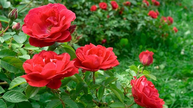 How to Transplant Rosebushes | Today’s Homeowner